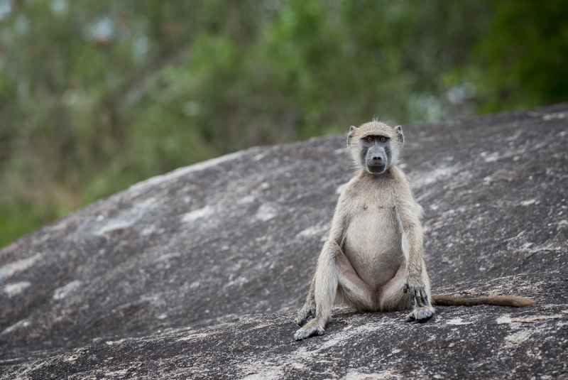 Бабуин без фона