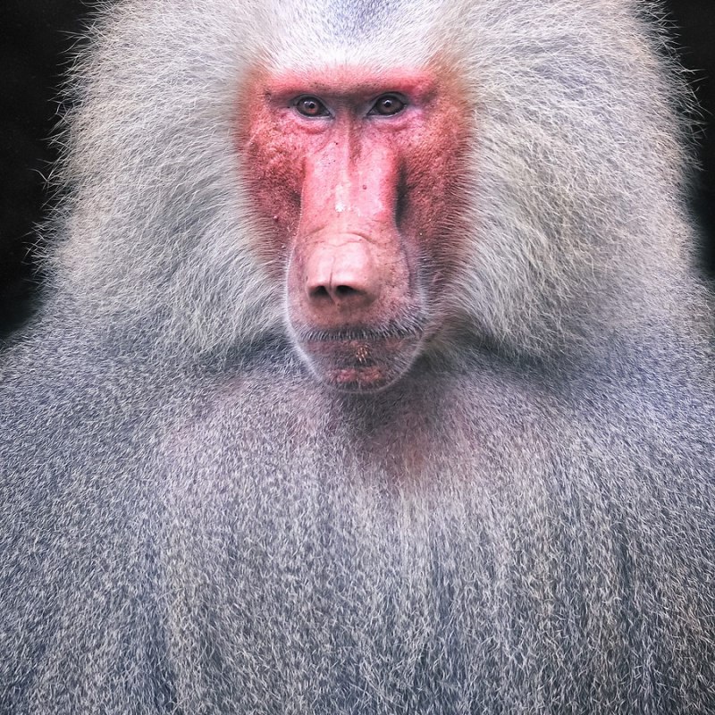 Зелёный павиан Джимми