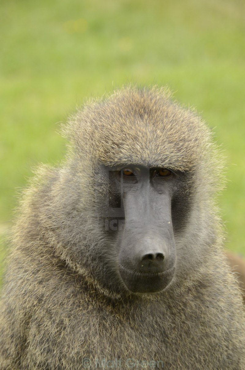 Макака с красной