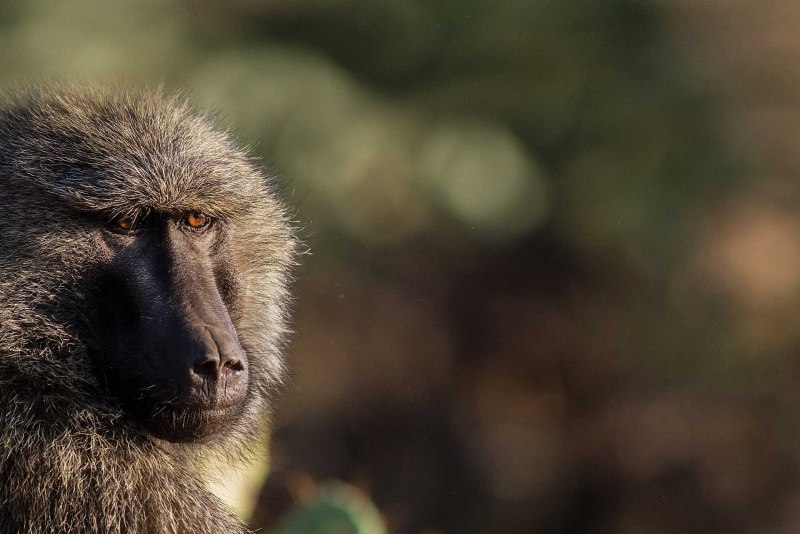 Мандрил клыки