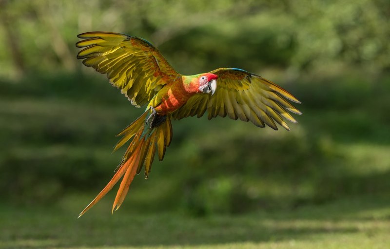 Great Green Macaw