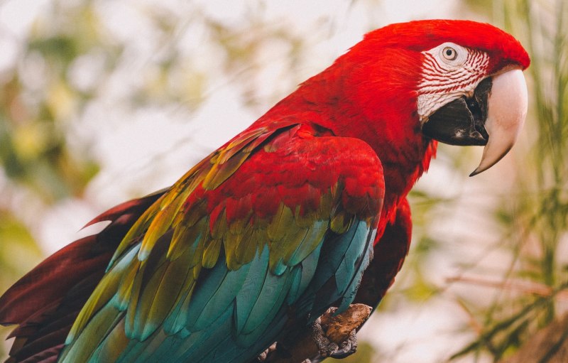 Самый большой попугай