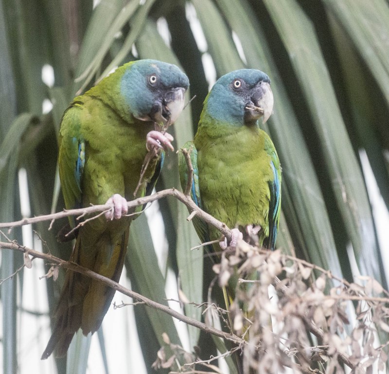 Blue-headed Macaw