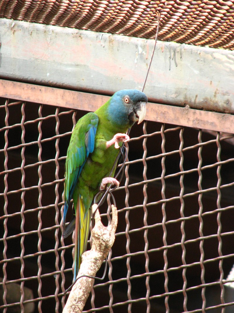 Синеголовый ара