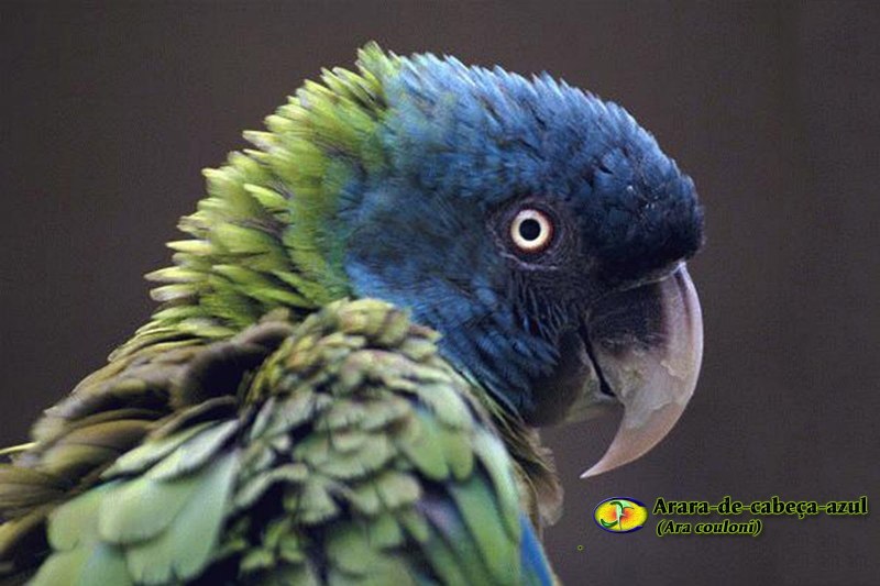 Федор попугай