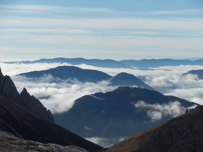 Синелобый малый ара