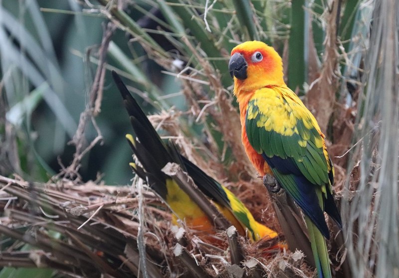 Мартиникский ара