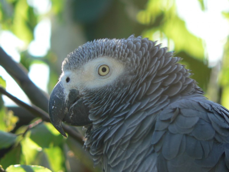 Цахкеванк в Армении