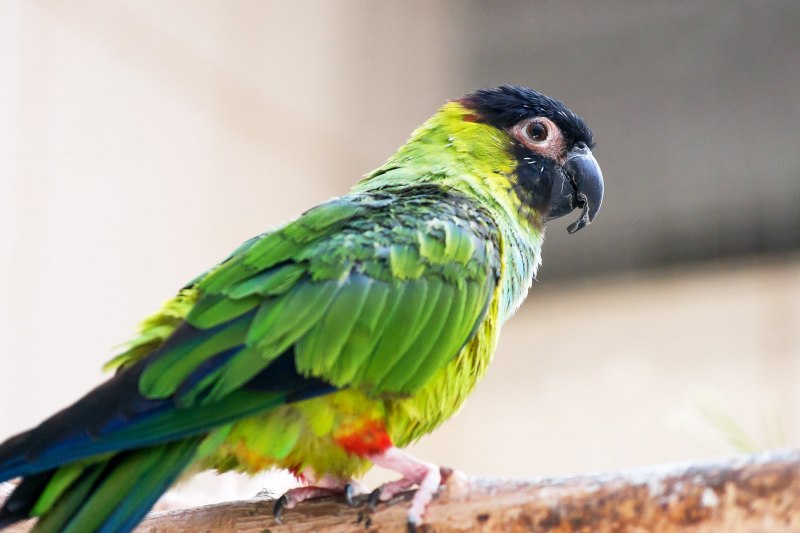 Черноголовый аратинга Нандайя