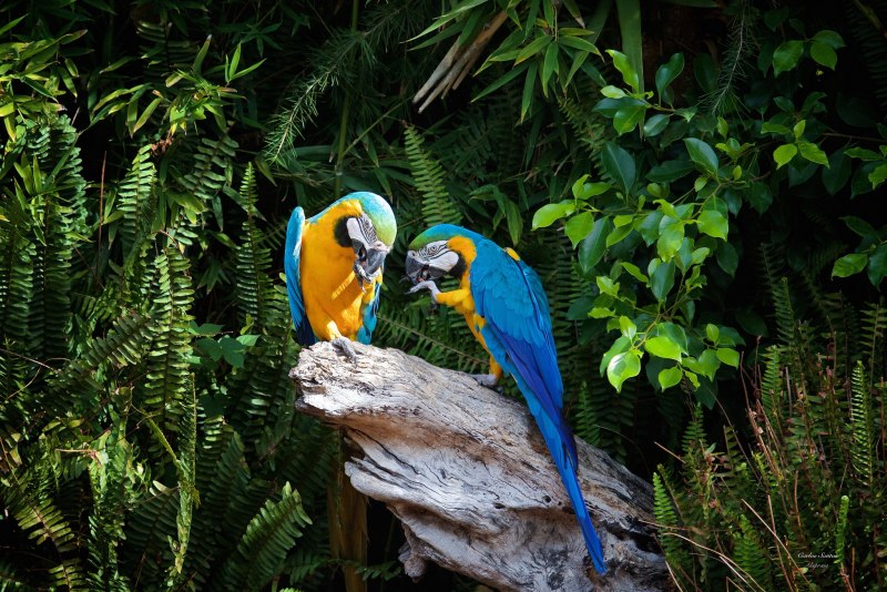 Попугай ара