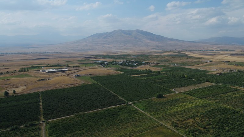 Попугай ара размах крыльев