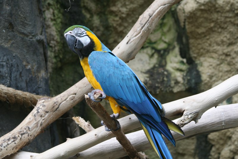 Blue Macaw попугай