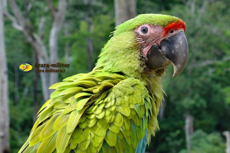 Большой солдатский ара