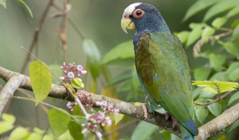 Бронзовокрылый попугай