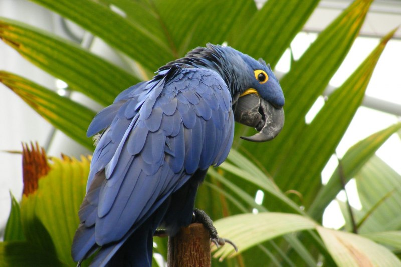 Гиацинтовый ара