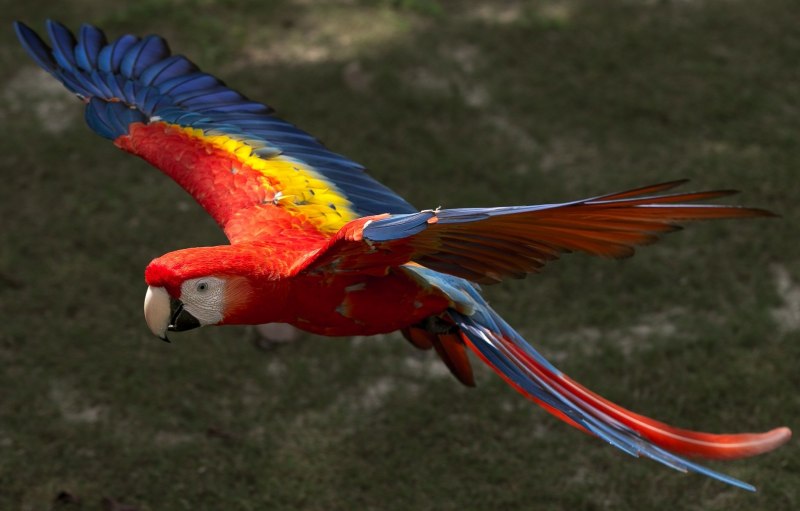 Бразильские попугаи ара