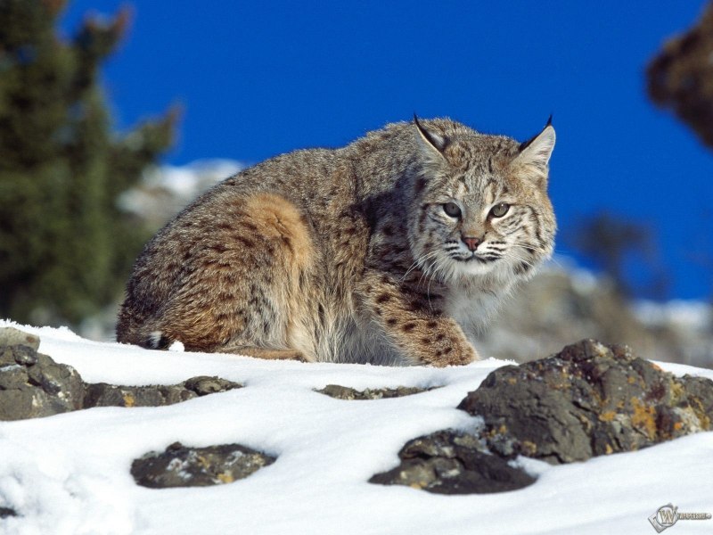 Пиренейская Рысь