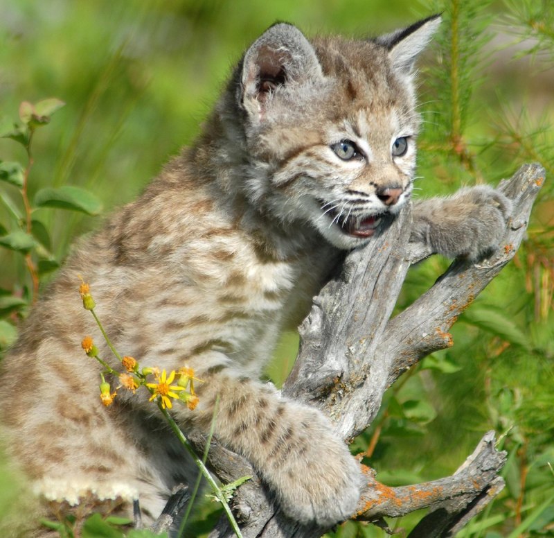 Обыкновенная Рысь