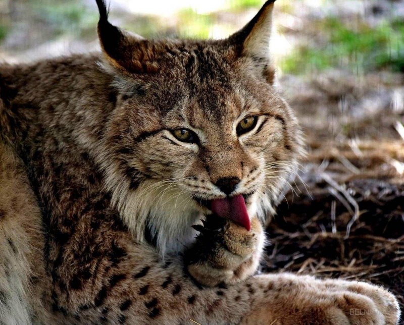 Восточно Сибирская Рысь