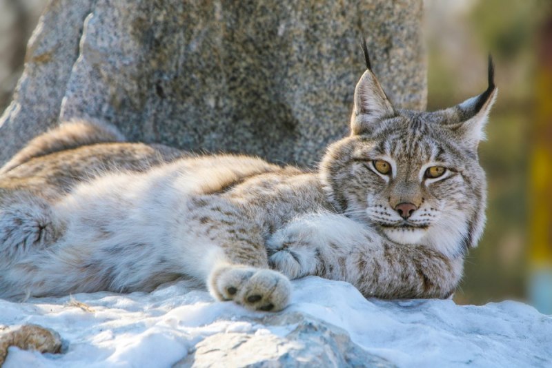 Среднеазиатская Рысь