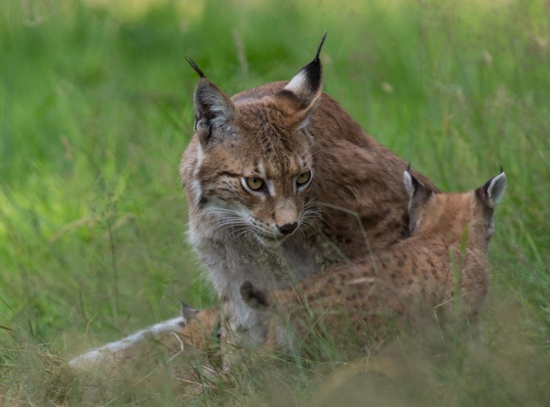 Кавказская Рысь Краснодарского края