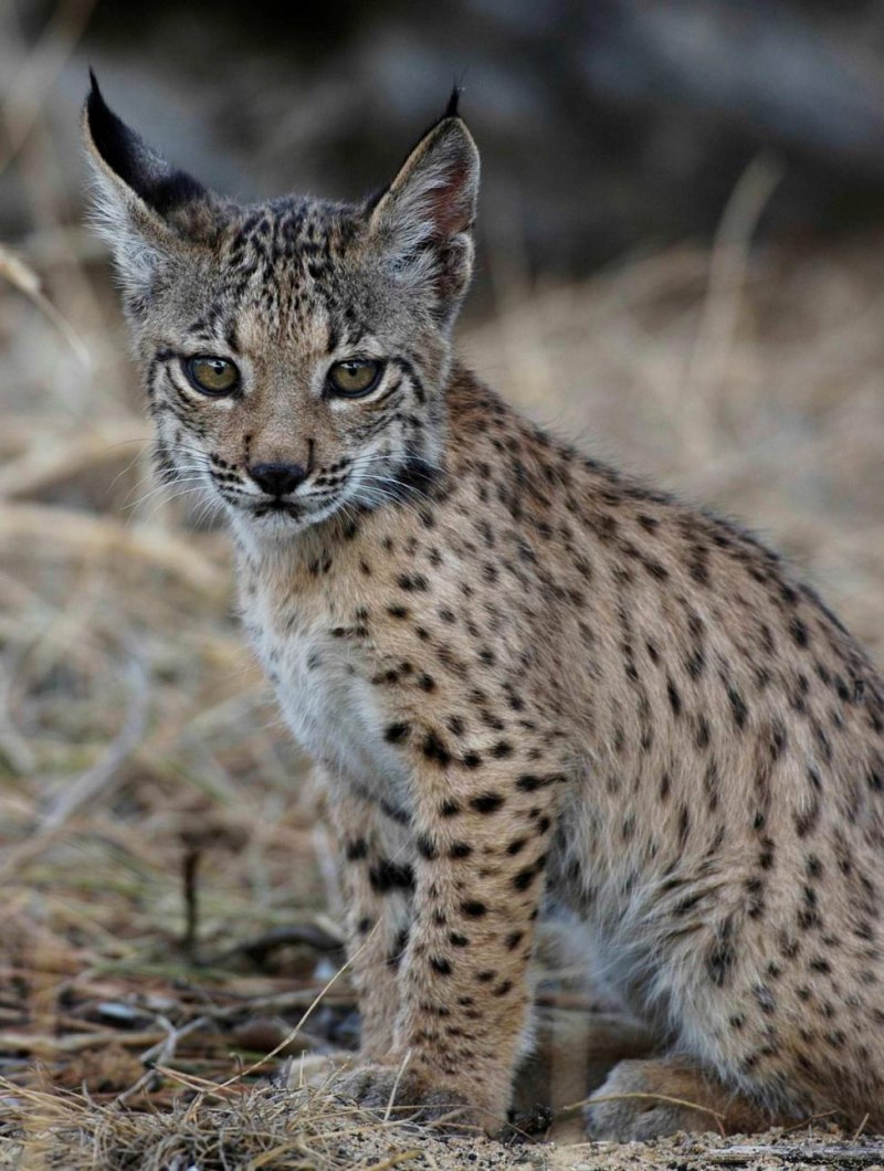 Скайград Рысь