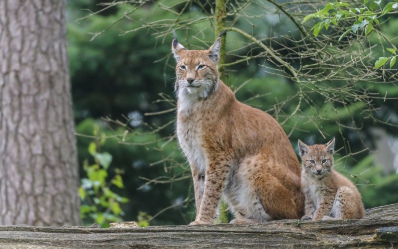 Балканская Рысь