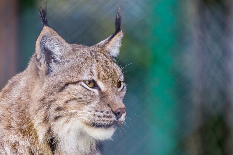 Гималайская Рысь