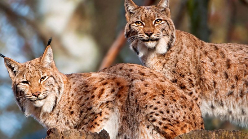 Балканская Рысь