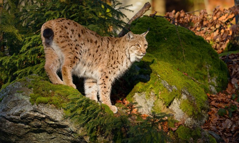 Кавказский заповедник Рысь