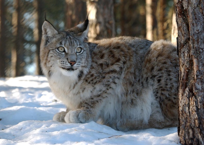 Рысь Кавказская (Lynx Lynx dinniki Satunin, 1915).