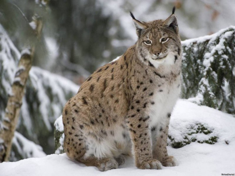 Иберийская Рысь