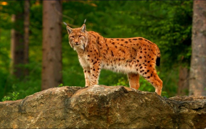 Кавказский заповедник Рысь