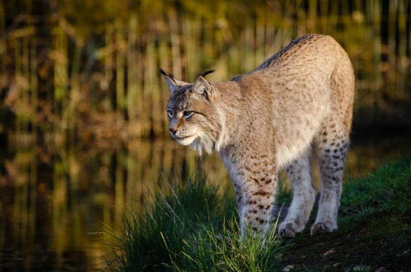 Рысь в убежище