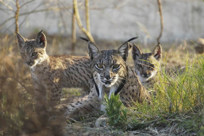 Рысь альбинос