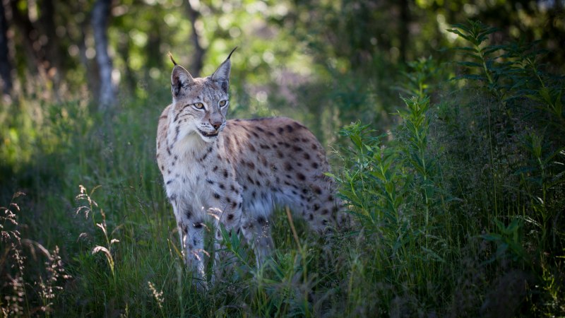 Евроазиатская Рысь