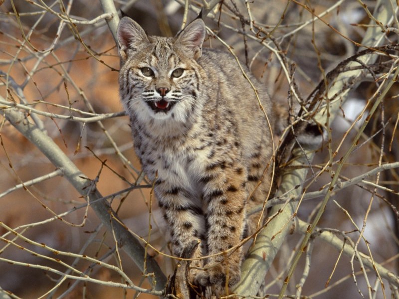 Обыкновенная Рысь Lynx Lynx