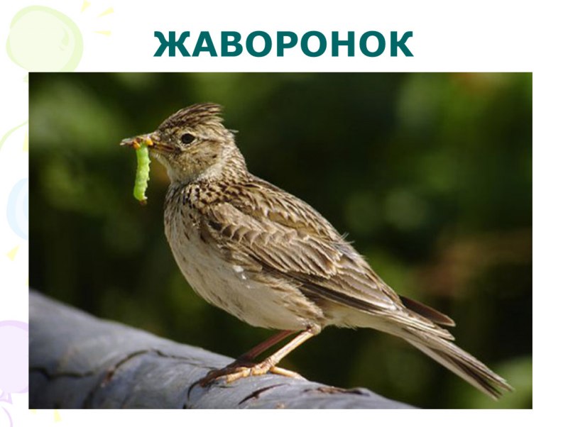 Скворец Зяблик Жаворонок трясогузка