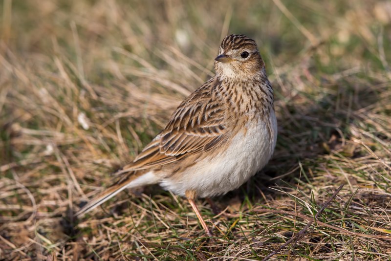 Тонкоклювый Жаворонок полевой