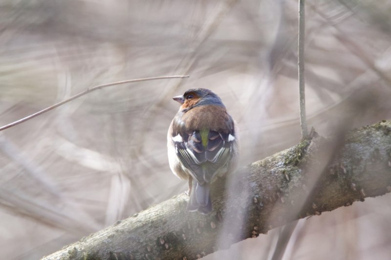 Зяблики, скворцы и Жаворонки