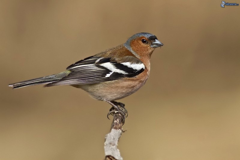 Зяблик черноголовый