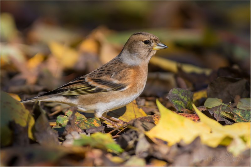 Юрок вьюрок