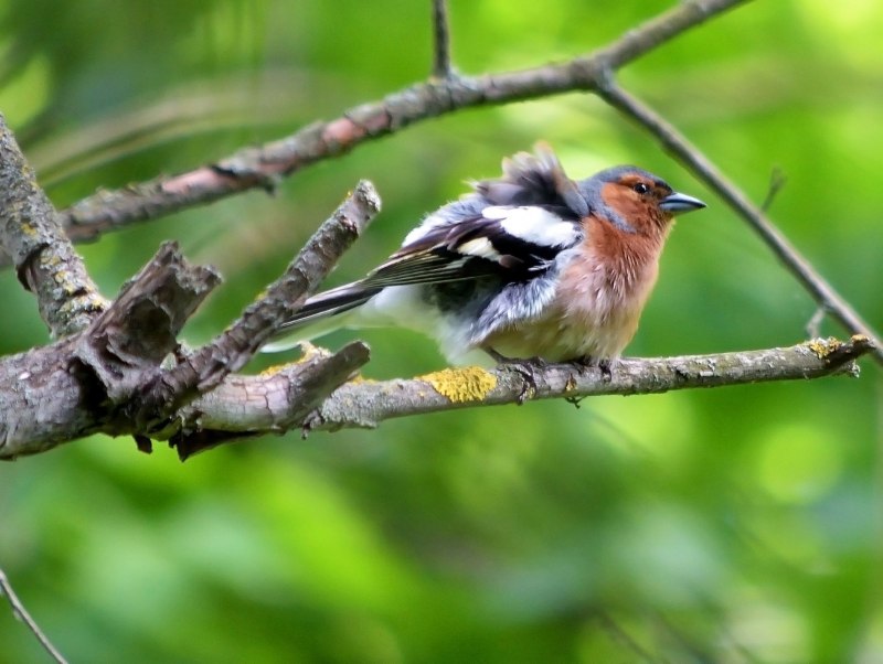 Зяблик на ветке