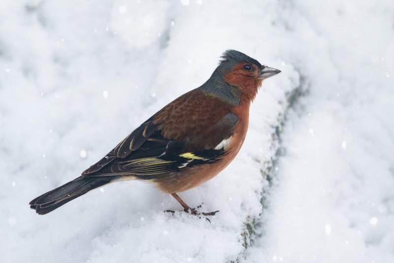 Зяблик зимующая птица