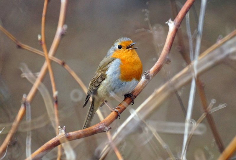 Зарянка Малиновка мухолов