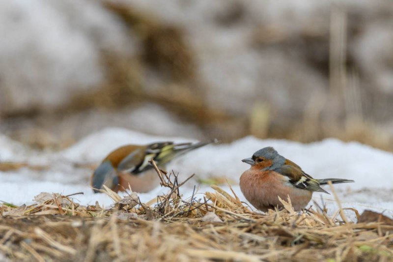 Птица Зяблик Челябинской области