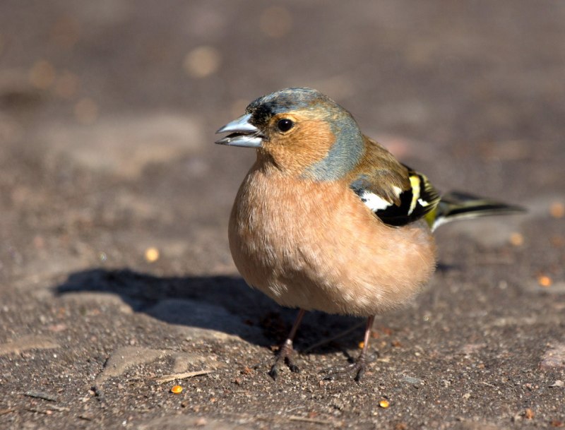 Полевой Жаворонок Зяблик