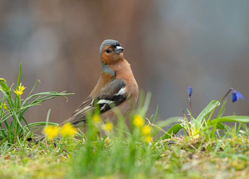 Гирканский Зяблик