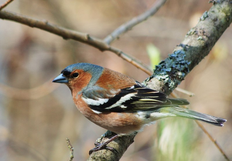 Певчие птицы Подмосковья Зяблик