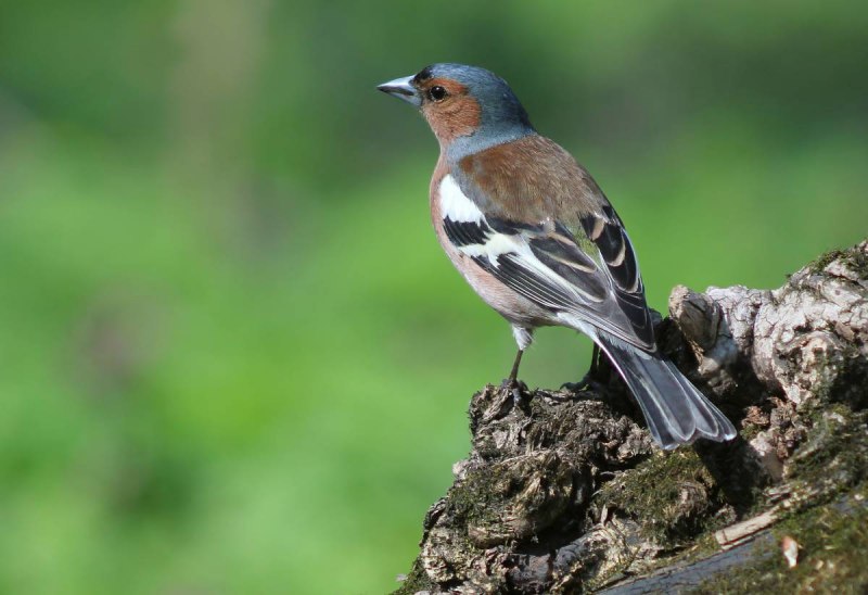 Зяблик (fringílla COÉLEBS)